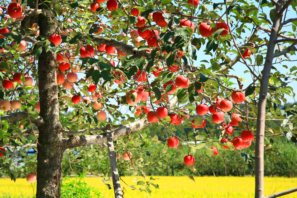 『りんごの木のオーナー』になって、りんご園の開設を応援しませんか🍎