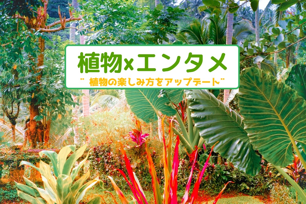 植物×エンタメ🌵 植物の楽しみ方をアップデート‼