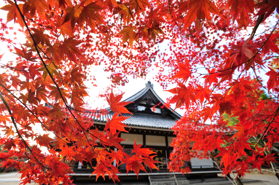 【京都】金戒光明寺・浄住寺にて、非公開の文化財や紅葉の映える庭園が期間限定で公開！