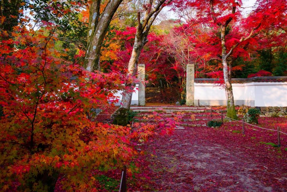 金戒光明寺　浄住寺　観光　京都　秋