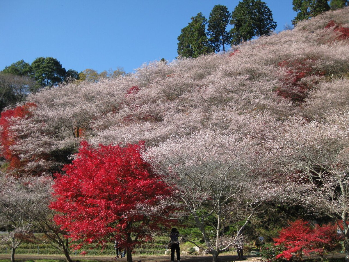 小原四季桜